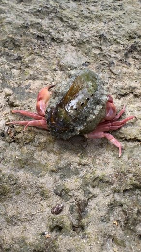 This abalone was catching from the sea and is placed on the top of the crab it was so amazing😲🦀🐚🦪 #fblifestyle | Abby Orcales Gemina - Cueto