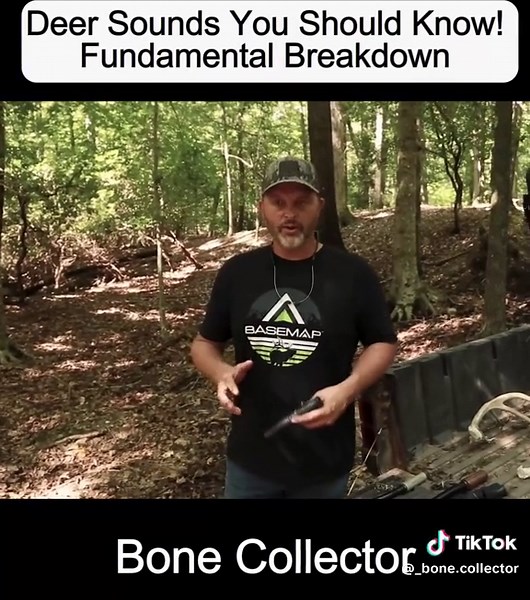 Understanding Deer Sounds: A Fundamental Breakdown