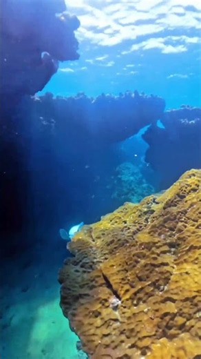 与論島の海でスキンダイビング #shorts