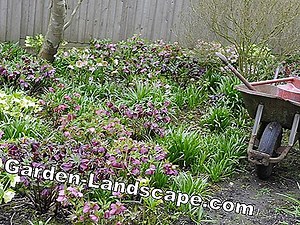 Landscaping: Create shade garden with perennials - you have to pay attention | 2025