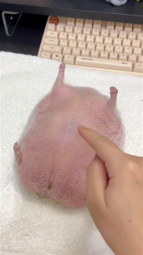 Miss Panda on Instagram: "That pink belly looks way too soft to resist. One gentle touch and poof! #Hedgehog #PinkBelly #CuteAnimals #PoofMoment #CurlUp #InstantPuff Cr: Rednote 563779114"