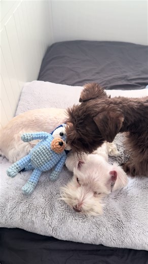 I made a Bluey’s bluey .