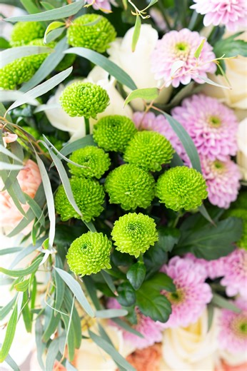 Discover our Cut Mum selection, combining beauty with an extended vase life: Pina Colada A spray Chrysanthemum with multiple blooms per stem, creating a full, vibrant look. Durable and transport-ready, keeping bouquets fresh for weeks. Country With rustic charm and striking green hues, Country Chrysanthemum adds volume and texture while maintaining an impressive vase life. Stallion Elegant anemone-shaped petals with uniform size and sturdy stems, ideal for long-lasting floral displays. Add these
