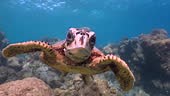 A Sea turtle underwater. Turtle swimms in clear blue water and...