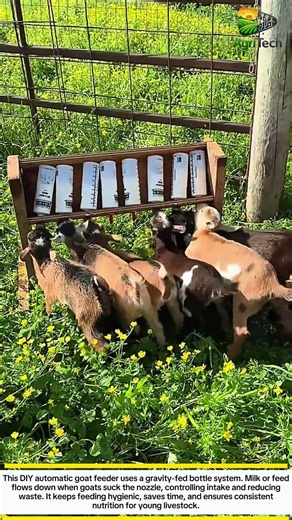 This Smart Feeder Lets Goats Feed Themselves Genius Farm Hack