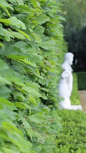 5.5K views · 52 reactions | Grab (Carpinus betulus) to druga...