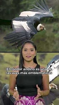 The return of the Andean condor: a historic flight over the Andes of Mérida