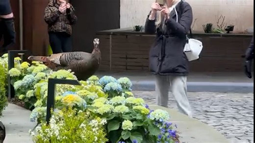 Astoria the wild turkey typically resides on Roosevelt Island on New York City's East River. Recently though, the curious animal flew the coop to Manhattan and has been creating chaos since. | The Canton Repository / CantonRep.com