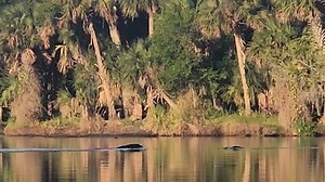 Fearless bear fights off two alligators while going for a swim in a Florida river
