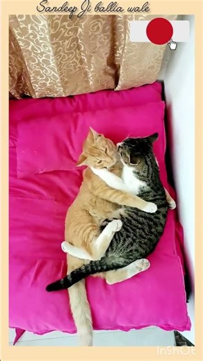 💞 "Cute Cats Hugging Each Other – Heart Touching Moment 😻🐾 #viral #youtubeshorts #shorts #funny #cat