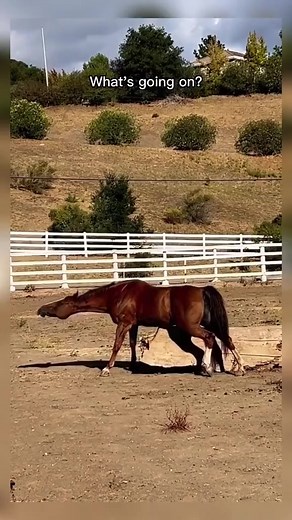 🤔🤔🤔 | Egypt Horse