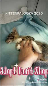 1.6K views · 64 reactions | You want more kitten videos? OKAY :) visit this kitten tomorrow July 24th from 12 to 4pm at KITTENPALOOZA at Sunny Skys | Sunny Sky's Animal Rescue | Facebook