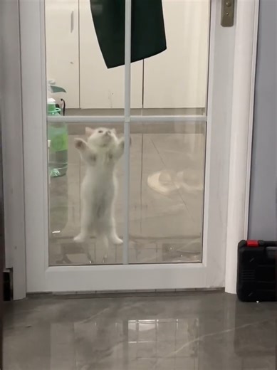 Happy Cat Moments: Adorable Meowing & Fun Clips