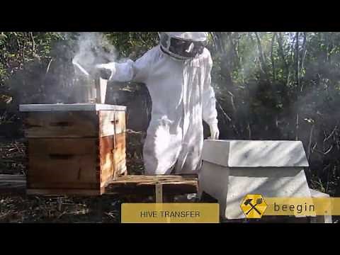 Swarm Transfer into a Concrete Beehive