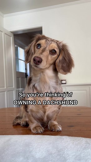 Thinking of Getting a Dachshund? Here's What You Need to Know