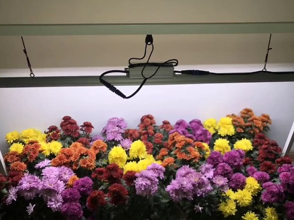 LED Grow Light Lamp Stand for Plant Seedling Germination Vege Flower Growth,Full Spectrum CRI 90+ White Light CCT 6500K,Isolated Dimming Power with On/Off Switch,Height Adjustable,100W,4FT