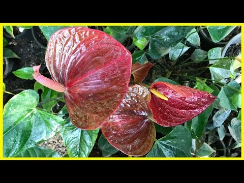 ඔන්න ගෙනාවා සුපිරි ගස් ටිකක් - 500ට 800ට | තෝරාගන්න පුළුවන් | Anthurium | Alankara Plants 0711656785