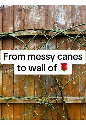 Training Climber Roses for Blooming Success