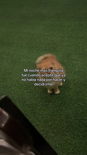 #frasesdeamor💕 #frasesdeamor #gatitostiktok #frases_de_todo #frasesdelavida