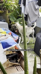 Soon it will be an even bigger stick! 🐶🪴🤣 #Dog #FunnyDog #Plants #Gardening | The Pet Collective