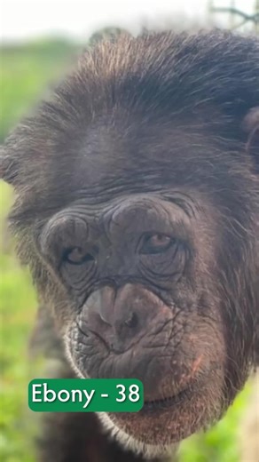 Happy Birthday to these 26 very special chimpanzees who celebrate their birthday in May! That’s a whole lot of celebratory snacks! If you haven’t already, send over some tasty treats to the birthday boys and gals! https://bit.ly/3LX9bfu | Save the Chimps, Inc.