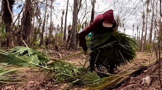 Saiba como acontece a produção de carnaúba em Miraíma