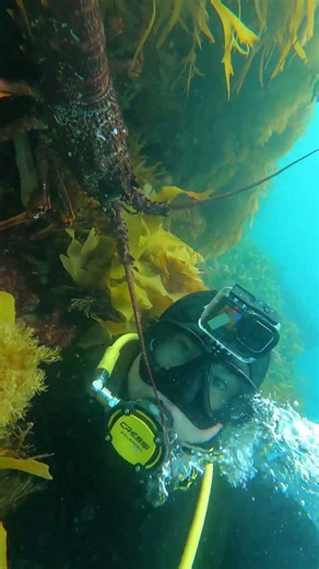 Would You Take This Cray? 🦞