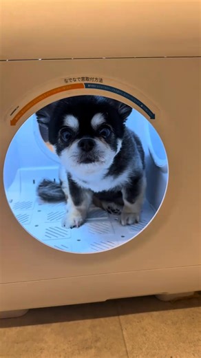 まだ知らないそこの君へ！多種多様＆オールシーズン快適使用できる謎の箱について説明しよう！ ✨広々空間で、ゆったり乾燥✨ 👍下からの風で、全身すみずみ乾く 👍業界初の20kg対応で、中型犬も入れる！ 👍抜け毛は全て１箇所に 👍常に換気＆温度モニタリングで安心安全 cr.cocomaru | Homerunpet Japan