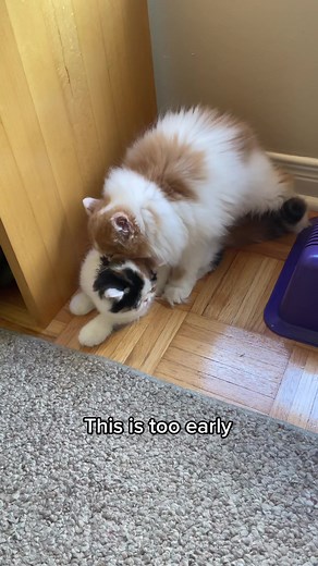 When Do Cats Start Mating: Age, Behavior, and Signs