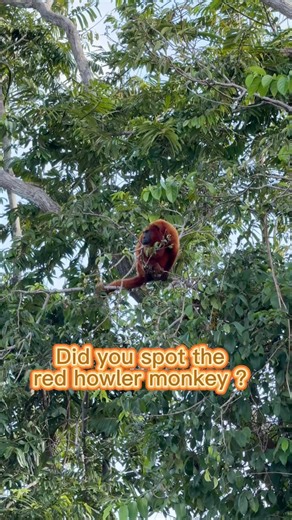 11K views · 147 reactions | Can you spot the red howler monkey ? Spot one on a Mahaica river tour : tel- +592 689 6871 | Visit Guyana | Facebook