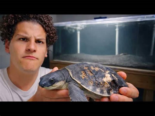 The most expensive animal in my collection is in health crisis: What's at stake?