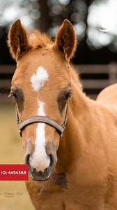 🌟 Meet our stunning American Paint Horse stallion! 🌟 ► View listing: https://c-de.co/39Yk9 With his striking chestnut-red coat and proud stance, this stallion is a true head-turner! Known for his gentle demeanor and eagerness to learn, he's perfect for both beginners and seasoned riders who appreciate a trusted partner. Whether you're craving thrilling reining sessions or peaceful trail rides, he’s ready to be your go-to horse. #ehorses#horselove #horse #horses #horselover #foundonehorses | eh