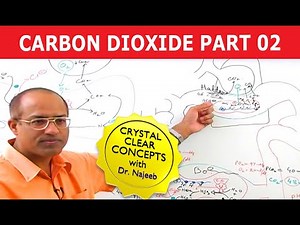 Carbon Dioxide Transport | Respiration & Gas Exchange | Part 2/6