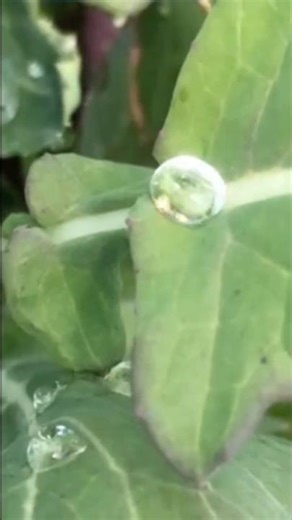 #shorts【Miracle Water 奇跡の水】#music #musicvideo #songs #música #miracle #water