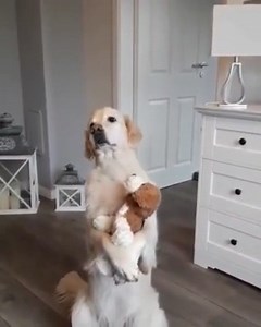 9.1K views · 102 reactions | His favorite toy ❤ | Rumble Dogs | Facebook