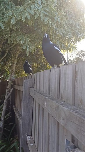 Lefty s partner is 👎 not around any more all. | Mark Crowley