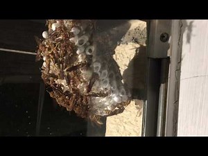 WASPS vs DISH SOAP (Pressure Washer Style!)