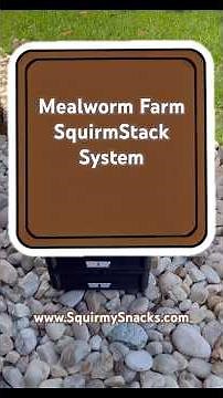Mealworm Farm Made Easy