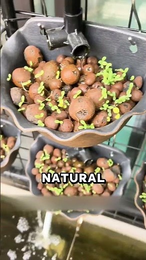 Genius Balcony Aquaponics Grow Vegetables & Raise Fish in One System!