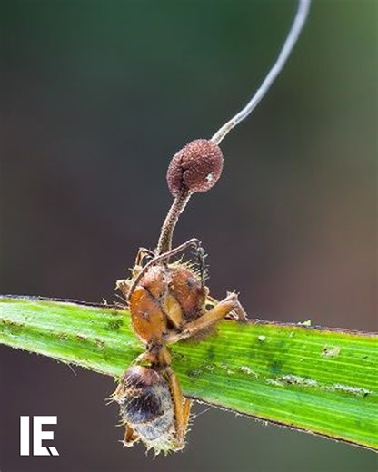 Surely fungi can't take over a person's brain and turn them into a mindless zombie! Maybe not humans. But mind controlling fungi are real! Learn about the fungus that mind controls undead ants to do its bidding! | Interesting Engineering