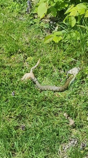 Un serpent emporte un crapaud sous mes yeux… 🐍