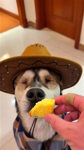 Part 21 MY BLIND DOG Only EAT TASTE FOOD | HE DO NOT ALLOW ME TO GIVE ANOTHER FOOD 🐶 #dog #dogdiet