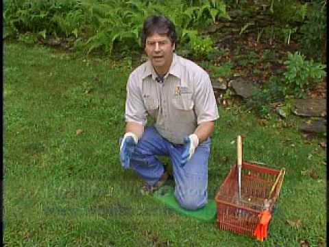 Nomol Mole Trap Setting