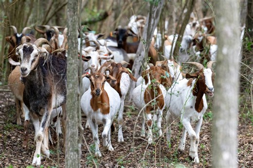 Dallas officials recruit 200 goats to stop invasive species problem