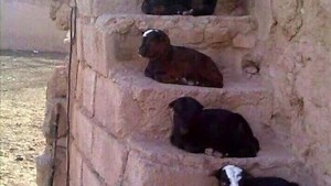 14 reactions · 3 comments | Goat Farming Basics // ڈاکڑ دیدار صاحب // بکری فارمنگ اور ھماری ذمہ داریاں | Goat Land Farms | Facebook