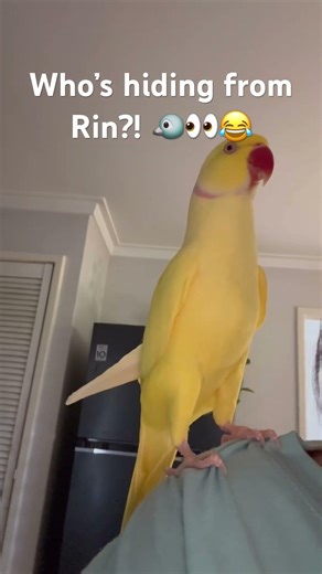 Let’s play peak a boo with Rin #funnybird #birdlovers #petbird