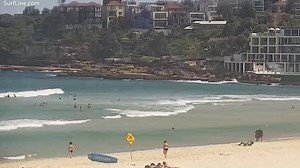 Swimmers defy ban and return to the water after shark attack