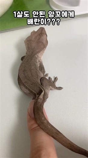 크레의 성조숙증??? #funnyanimals #crestedgecko #크레스티드게코 #도마뱀 #배변훈련