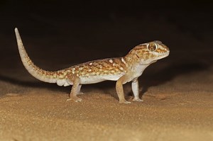 What Kinds Of Lizards Are Nocturnal? - Cuteness