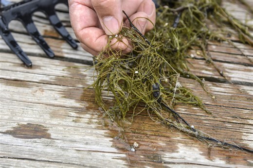 Beltrami County receives grant to fight invasive species in local lakes